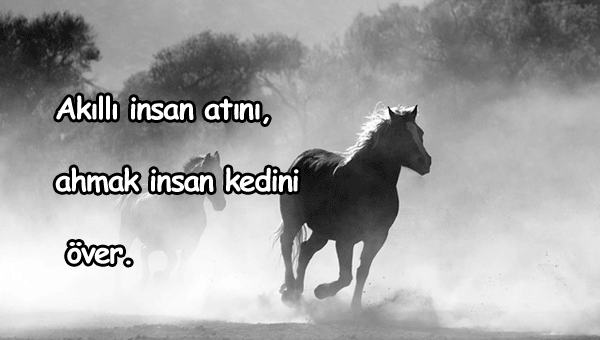 At İle İlgili Güzel Sözler