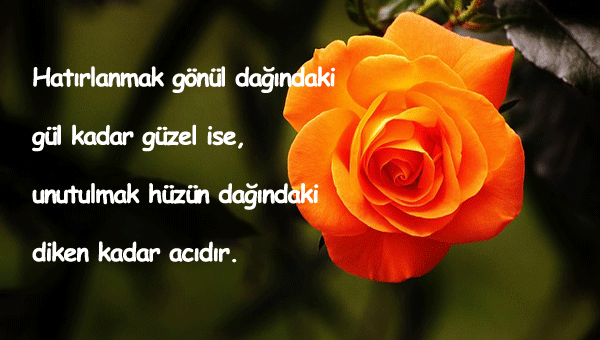 Diken İle İlgili Sözler