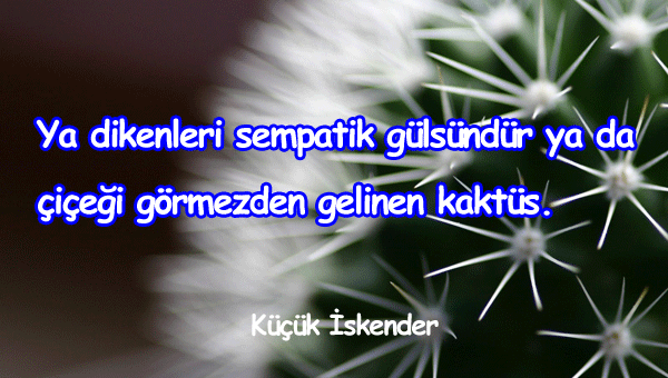 Kaktüs İle İlgili Sözler