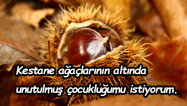 Kestane İle İlgili Sözler