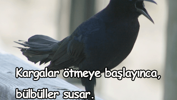 Karga İle İlgili Sözler
