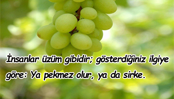 Üzüm İle İlgili Sözler