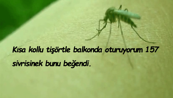 Sinek İle İlgili Sözler