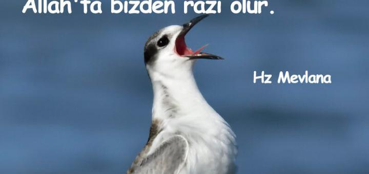 Razı Olmak İle İlgili Sözler