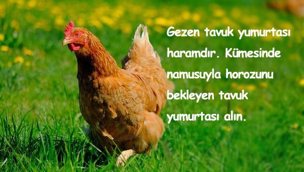 Tavuk İle İlgili Sözler