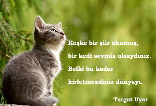 Kedi İle İlgili Sözler