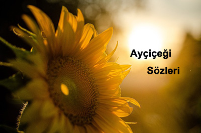 Ayçiçeği Sözleri Kısa